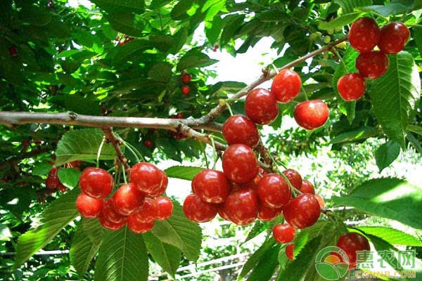 櫻桃怎么種植？櫻桃豐產(chǎn)高效無公害栽培技術(shù)