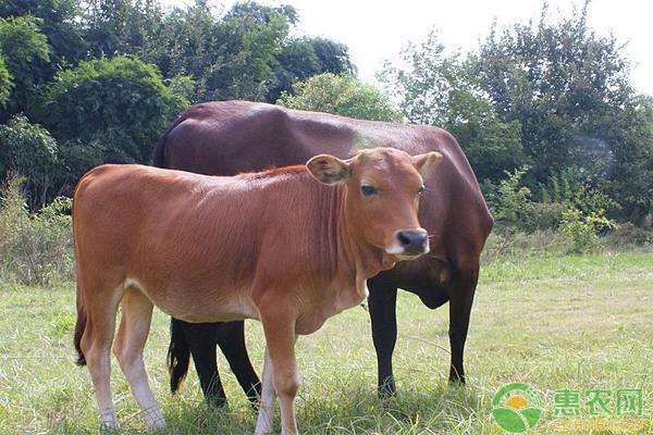 肉牛如何快速育肥？肉牛舍飼育肥的幾個(gè)階段