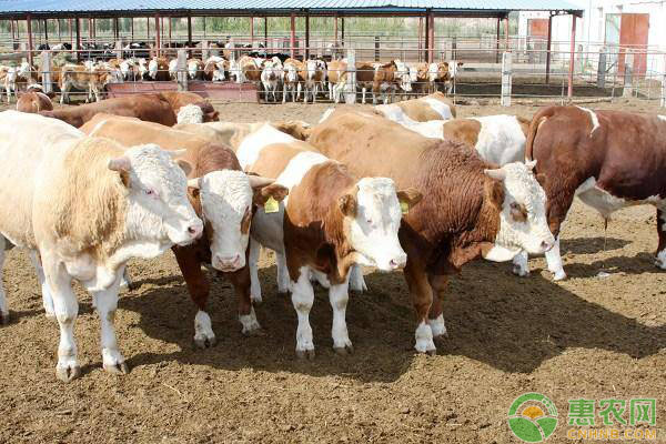 肉牛如何快速育肥？肉牛舍飼育肥的幾個(gè)階段