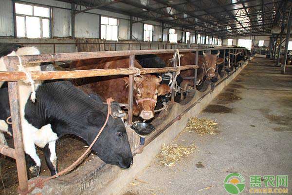 肉牛如何快速育肥？肉牛舍飼育肥的幾個(gè)階段