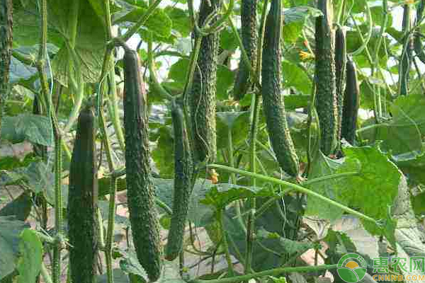 陽臺(tái)盆栽黃瓜種植管理技巧