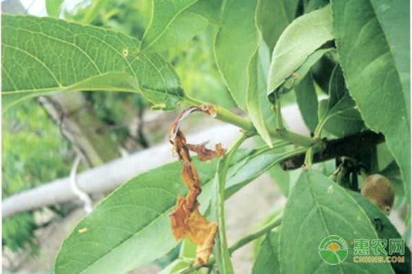 經(jīng)驗分享：老農(nóng)告訴你梨小、桃小食心蟲怎么防治？