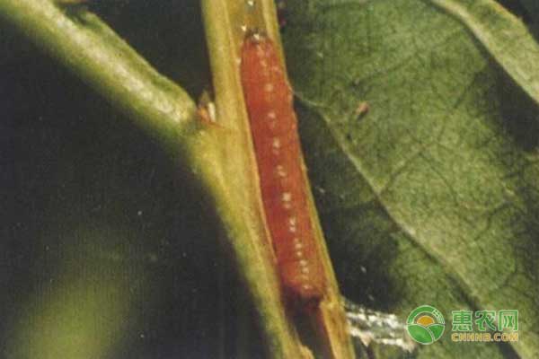 經(jīng)驗分享：老農(nóng)告訴你梨小、桃小食心蟲怎么防治？