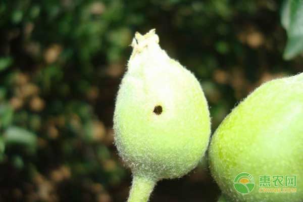 經(jīng)驗分享：老農(nóng)告訴你梨小、桃小食心蟲怎么防治？