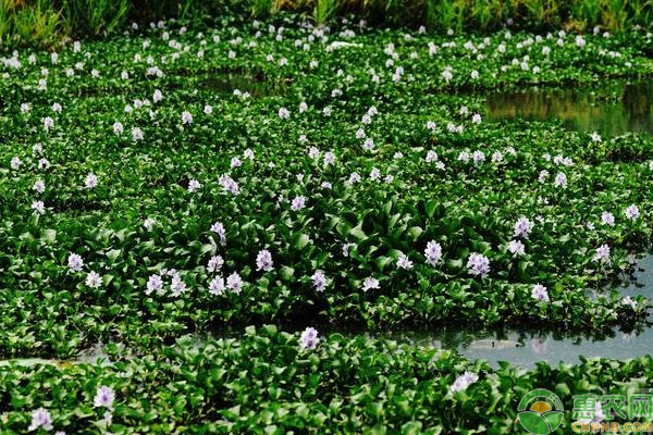凤眼莲怎么养殖？凤眼莲水培养护管理技巧