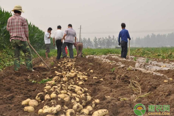 馬鈴薯什么時候種植最好？馬鈴薯高產種植技術講解