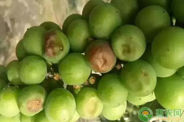 高溫天氣葡萄氣灼病怎么辦？葡萄氣灼病的防治方法