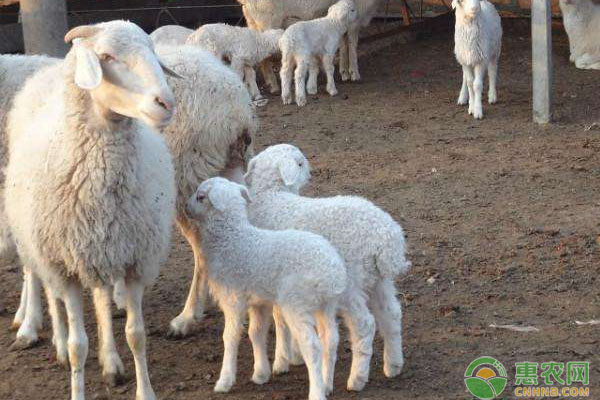 如何提高養(yǎng)羊經(jīng)濟效益？人工授精、飼料補喂、疾病防治