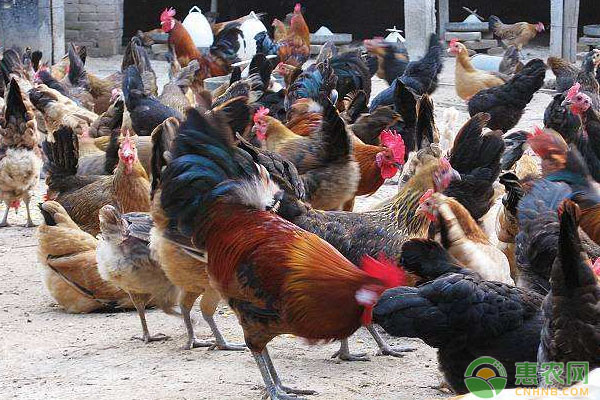 農(nóng)村土雞怎么喂養(yǎng)？土雞飼養(yǎng)不同階段的飼料配方