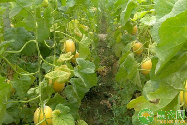 大棚洋香瓜豐產(chǎn)種植與管理技術(shù)