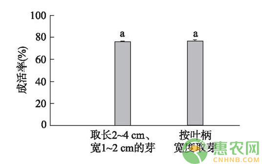 淺談核桃改良型芽接技術(shù)的成活率