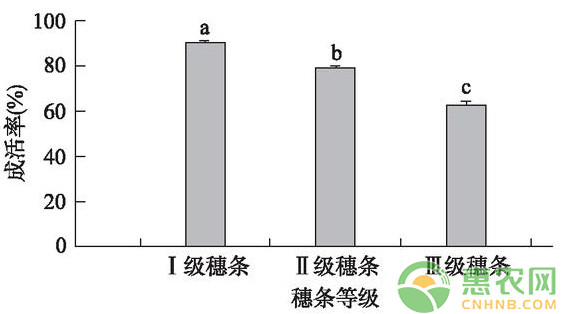 淺談核桃改良型芽接技術(shù)的成活率