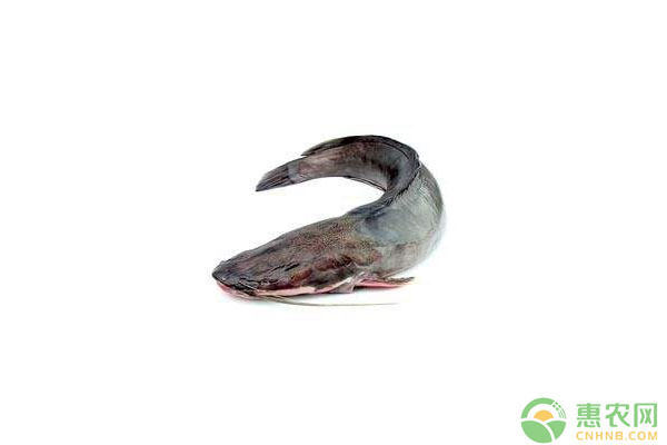 胡子鯰怎么養(yǎng)殖？胡子鯰養(yǎng)殖及飼料投喂要點(diǎn)