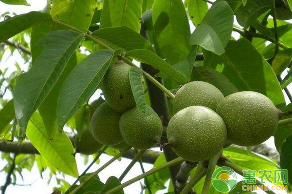 淺談核桃改良型芽接技術(shù)的成活率