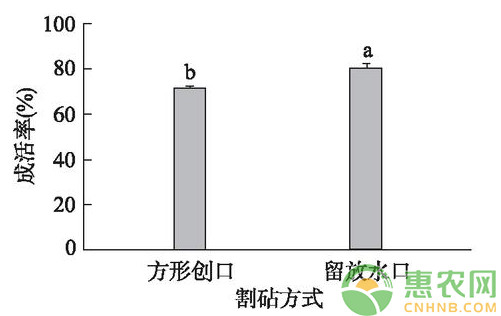 淺談核桃改良型芽接技術(shù)的成活率
