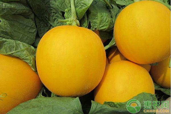 大棚洋香瓜豐產(chǎn)種植與管理技術(shù)