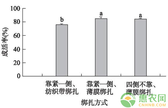 淺談核桃改良型芽接技術(shù)的成活率