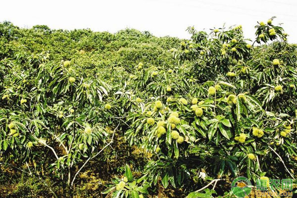板栗盛果期管理要點(diǎn)有哪些？澆水施肥、病蟲害防治