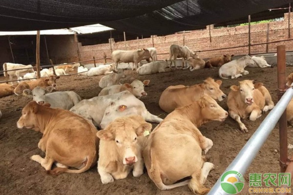 肉牛養(yǎng)殖有哪些常見疾??？肉牛常見疾病及其防治措施