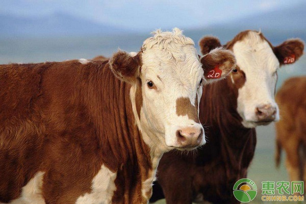 肉牛養(yǎng)殖有哪些常見疾病？肉牛常見疾病及其防治措施
