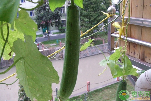 絲瓜種植