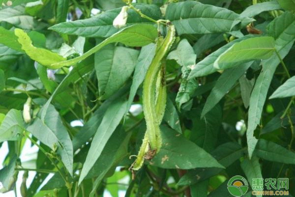 特種蔬菜四棱豆栽培技術(shù)與田間管理要點(diǎn)