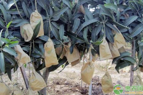 芒果套袋技術(shù)