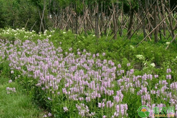 花卉養(yǎng)殖：宿根花卉在園林中的應(yīng)用優(yōu)勢(shì)有哪些？