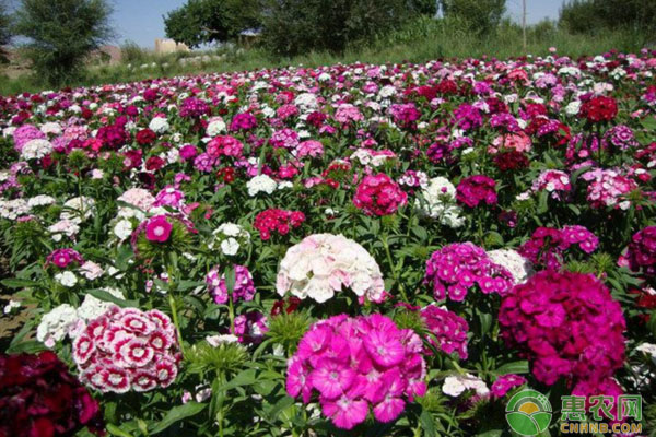 花卉養(yǎng)殖：宿根花卉在園林中的應(yīng)用優(yōu)勢(shì)有哪些？