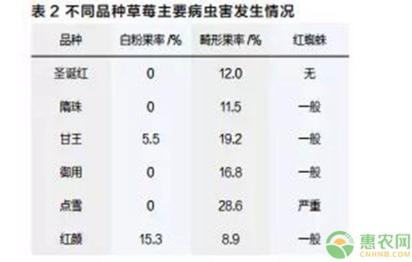 草莓實驗對比