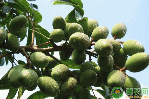 探討生物技術(shù)在林業(yè)蟲害防治中的應(yīng)用