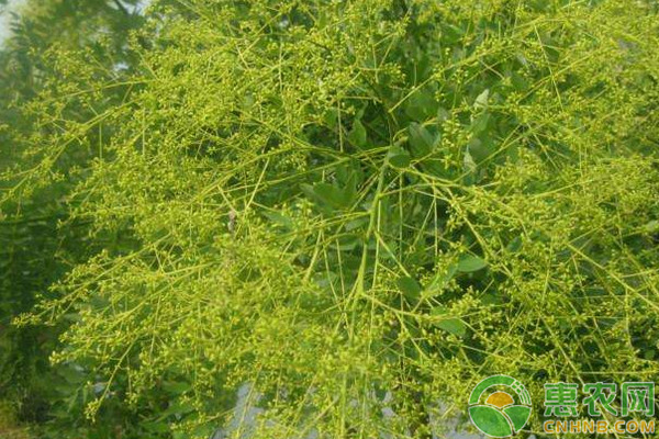 探討生物技術(shù)在林業(yè)蟲害防治中的應(yīng)用
