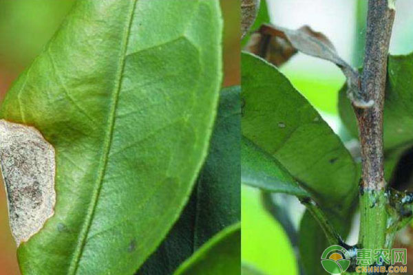 柑橘幼樹整型修剪誤區(qū)有哪些？柑橘幼樹整型修剪技巧