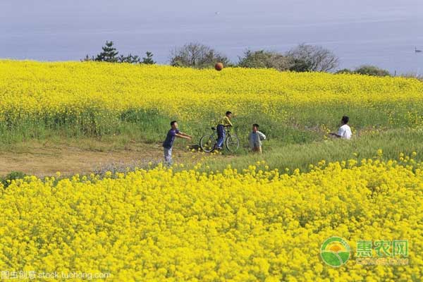 江西省油菜綠色高產(chǎn)高效栽培技術(shù)