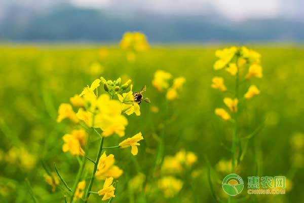 江西省油菜綠色高產(chǎn)高效栽培技術(shù)