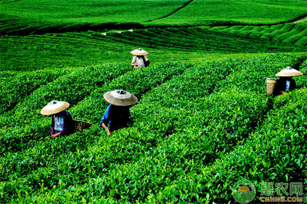 茶葉如何施肥？茶葉品質(zhì)與施肥關(guān)系的研究