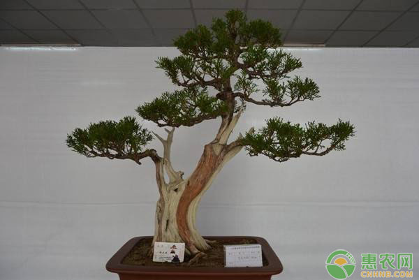 側(cè)柏樹樁盆景如何嫁接？側(cè)柏樹樁盆景嫁接制作仿古樁技法