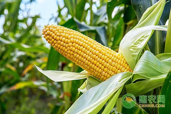 夏季玉米怎么種？北方夏玉米栽培管理技術(shù)