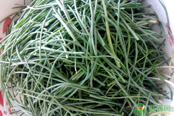 沙蔥如何進(jìn)行人工馴化？沙蔥人工馴化種植管理技術(shù)