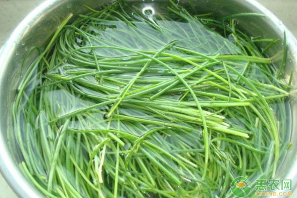 沙蔥如何進(jìn)行人工馴化？沙蔥人工馴化種植管理技術(shù)