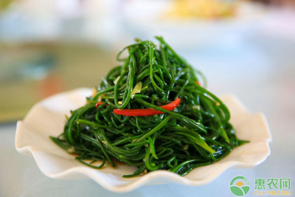 沙蔥如何進(jìn)行人工馴化？沙蔥人工馴化種植管理技術(shù)