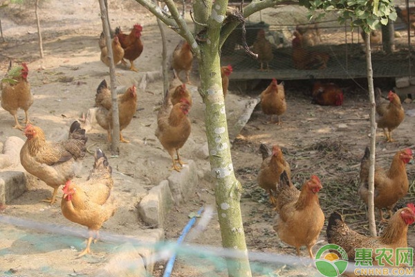 淺談肉雞常見流行病的種類及其防控技術(shù)