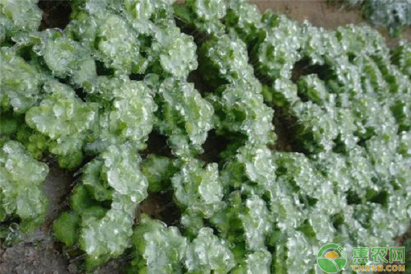 這種新型“水晶蔬菜”，已成為餐桌新貴（附冰菜種植方法）