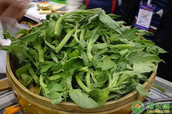 這種新型“水晶蔬菜”，已成為餐桌新貴（附冰菜種植方法）