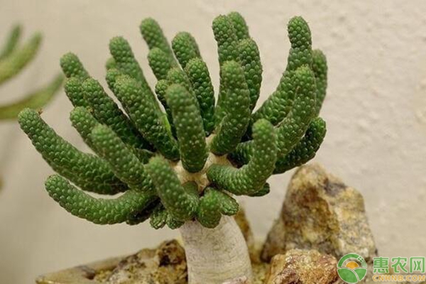 大戟屬多肉植物養(yǎng)殖