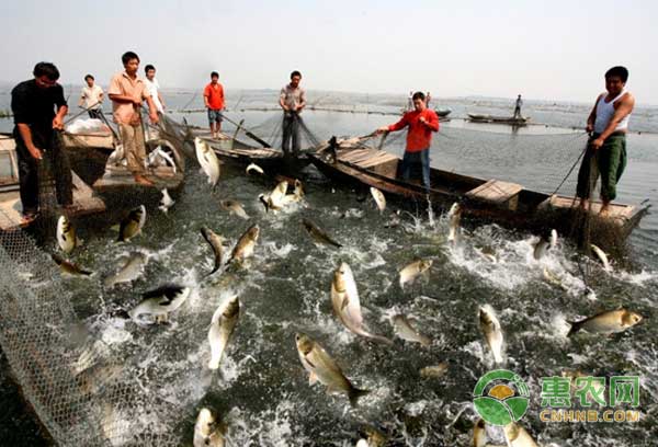 高溫季節(jié)魚(yú)塘蝦塘怎么管理？高溫季節(jié)魚(yú)塘、蝦塘管理要點(diǎn)