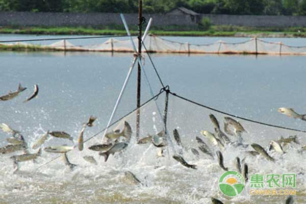 高溫季節(jié)魚(yú)塘蝦塘怎么管理？高溫季節(jié)魚(yú)塘、蝦塘管理要點(diǎn)