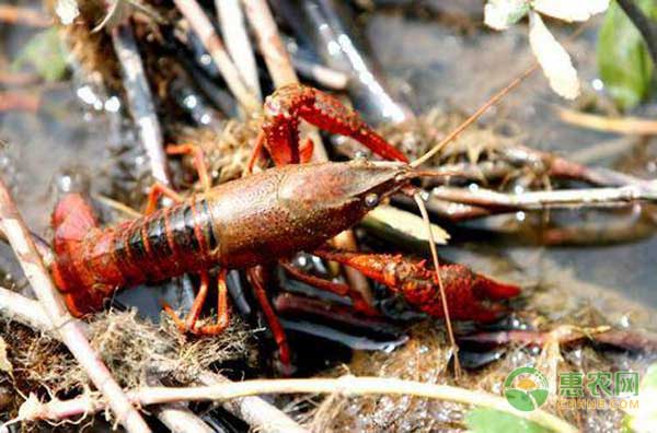 高溫季節(jié)魚(yú)塘蝦塘怎么管理？高溫季節(jié)魚(yú)塘、蝦塘管理要點(diǎn)