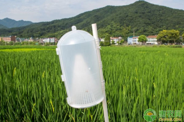 水稻二化螟防治诱捕器哪种好飞蛾诱捕器和水盆诱捕器对比