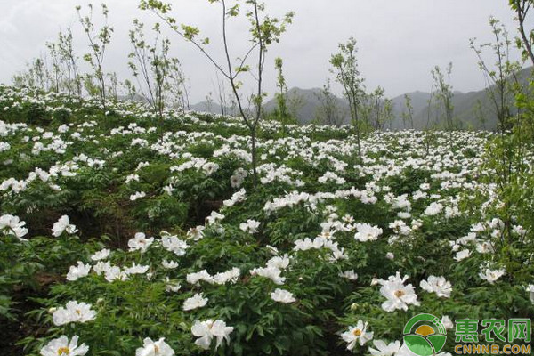 油用牡丹大苗裸根移栽管理技術(shù)要點(diǎn)